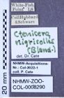 Etiketten zu Stropenron nigricollis (Bland, 1864) (NHMW-ZOO-COL-0008290)